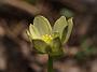 Ranunculus ficaria Salmons White2